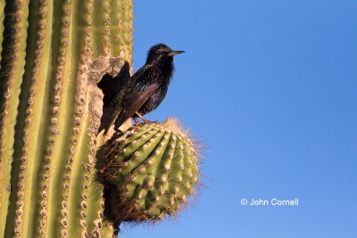 Blue-Sky;Cactus;European-Starling;Nest;One;Starling;Sturnus-vulgaris;Suguaro-Cac